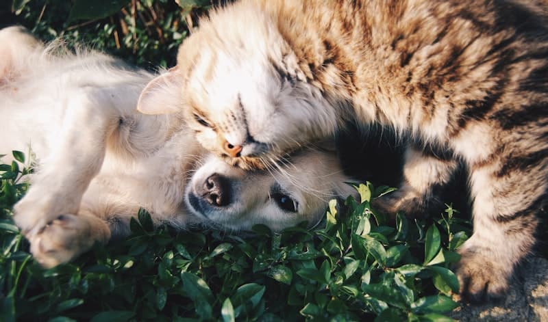 Battle of Cats and Dogs: Which Pet Is Better for Your Heart?
