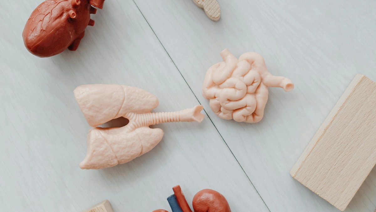 Renal denervation catheter applying energy to the nerves around the renal artery